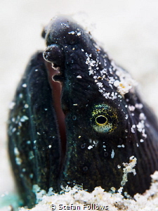 Gasp!

Longfin Snake Eel, - Pisodonophis cancrivorus
... by Stefan Follows 